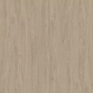 Дуб светлый